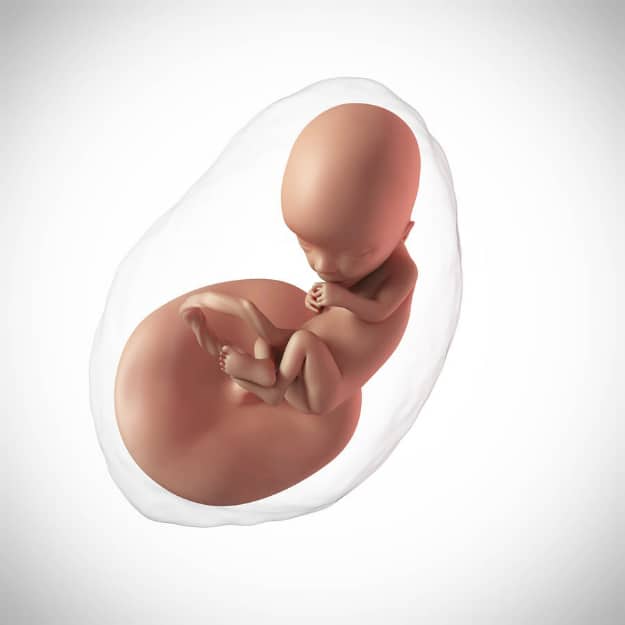 Week Thirteen | Week by Week Pregnancy: Learn How Your Baby Develops Each Week | calculate my weeks of pregnancy | fetal development week by week