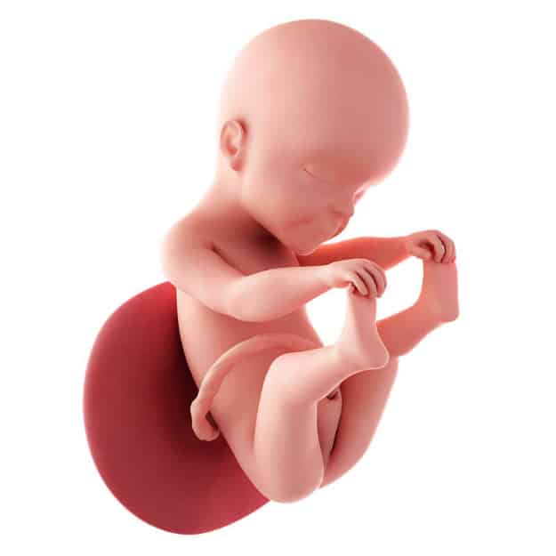 Week Twenty-Five | Week by Week Pregnancy: Learn How Your Baby Develops Each Week | calculate my weeks of pregnancy | fetal development week by week