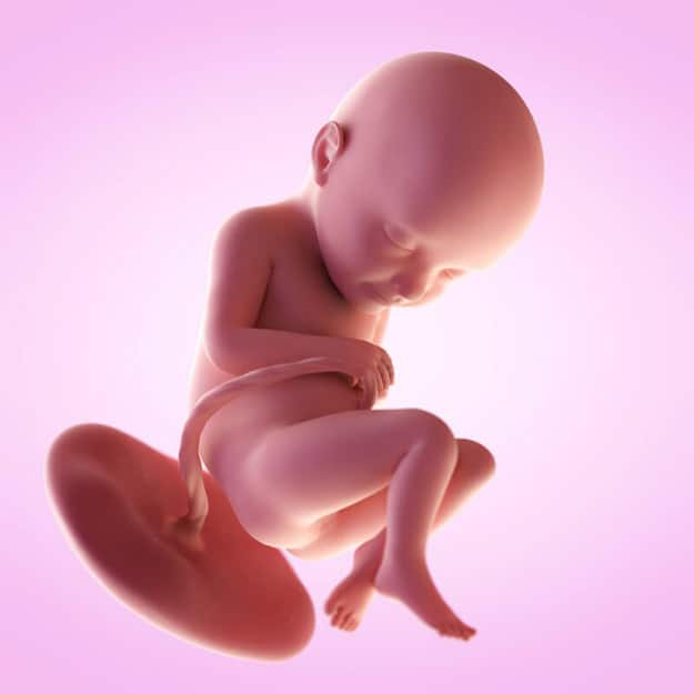 Week Thirty-Two | Week by Week Pregnancy: Learn How Your Baby Develops Each Week | calculate my weeks of pregnancy | fetal development week by week