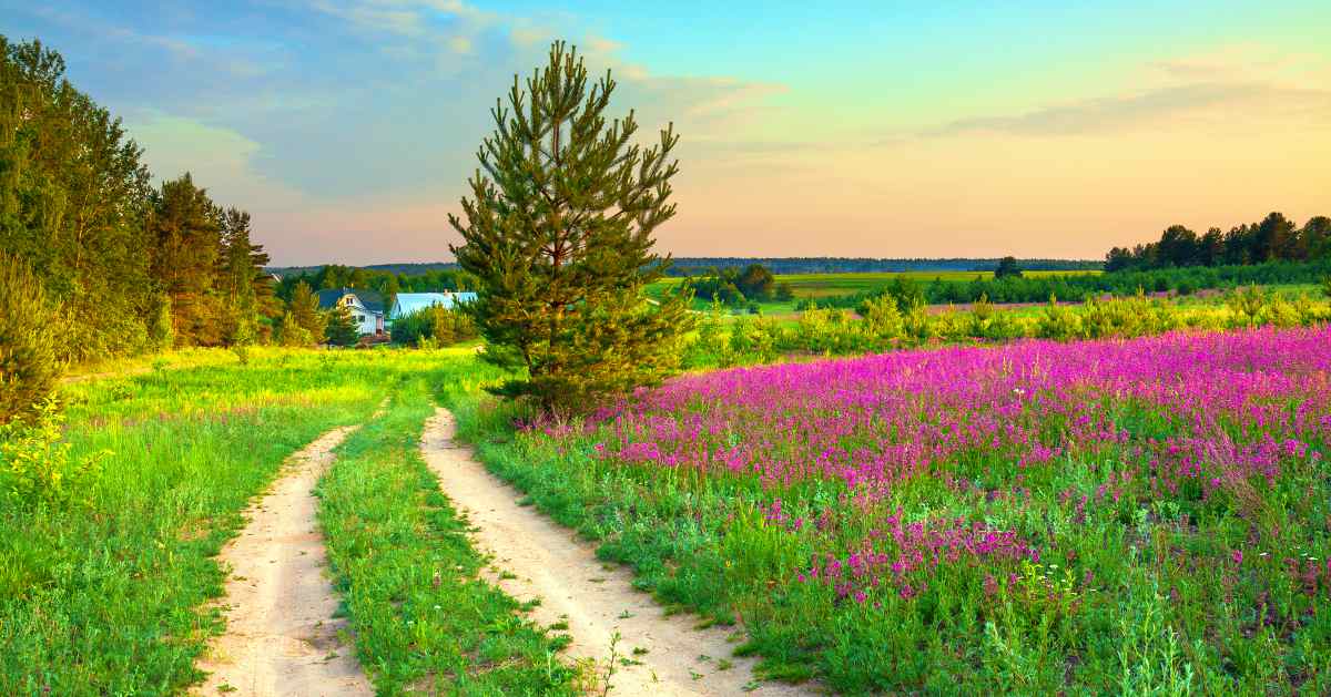 Purple flowers on a meadow in the field | Best Unisex Baby Names