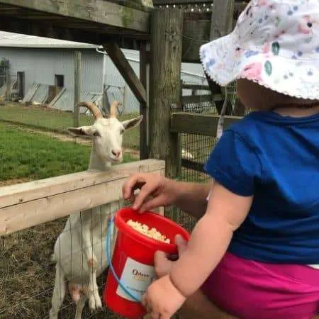 baby feeding a goat at a petting zoo